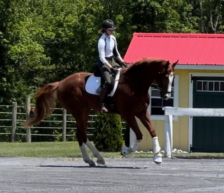 young eventer prospect with great canter bred by last laugh farm