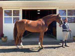 warmblood stallion billy echo with perfect conformation