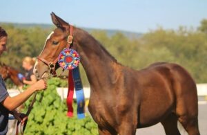 award winning warmblood sporthorses