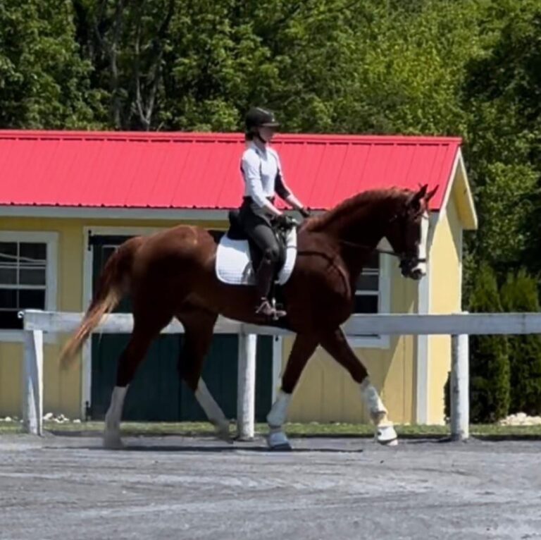 young eventer prospect with lofty trot bred by Last Laugh Farm