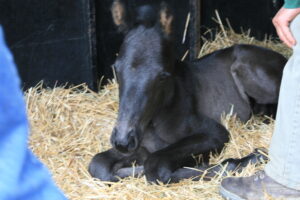 newborn warmblood foal