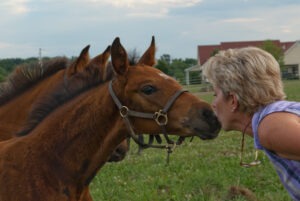 hand raised warmblood foals