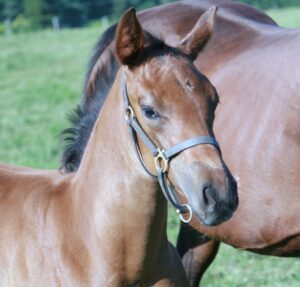 foal close up