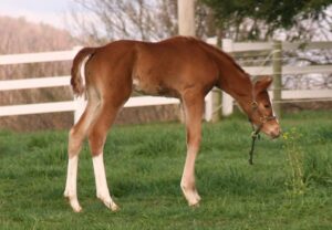 baby foal smelling a flower