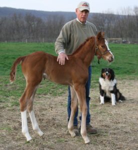 week old foal all legs