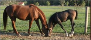 warmblood chestnut mare and bay foal with heads together