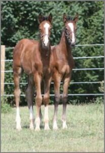 Twin warmblood foals