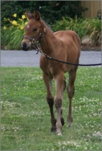 week old foal being walked on lead