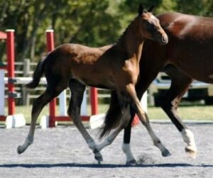 beautiful movement from warmblood foal