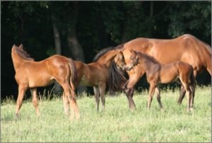 two baby horses smelling each other