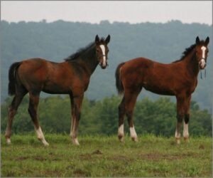 Ricky and Lucy sport horse warmblood foals