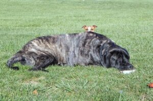 bull mastiff with jack Russel peering over