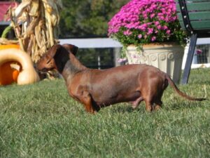 daschund in horse arena and field