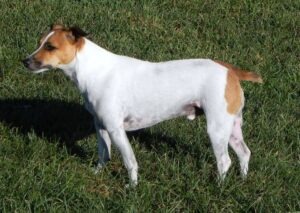 jack Russell terrier