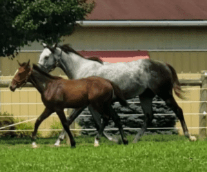 grey mare with bay colt