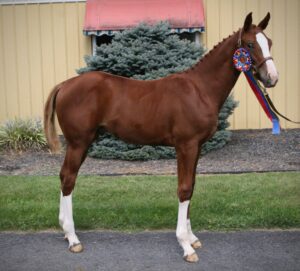 chestnut colt with blaze and four stockings for sale