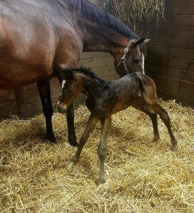 Newborn warmblood filly standing