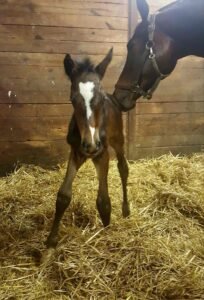 newborn warmblood colt