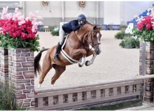 talented chestnut jumper with perfect form bred by Last Laugh Farm