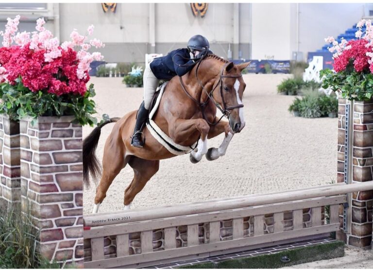 talented chestnut jumper with perfect form bred by Last Laugh Farm