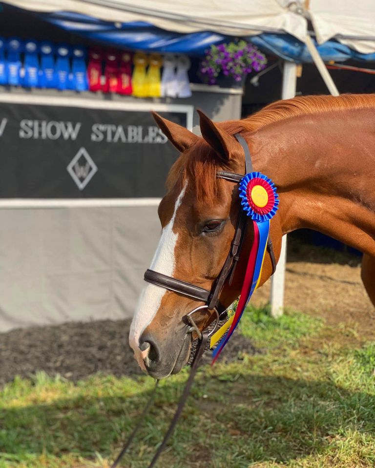 beautiful chestnut with unique blaze bred by Last Laugh Farm