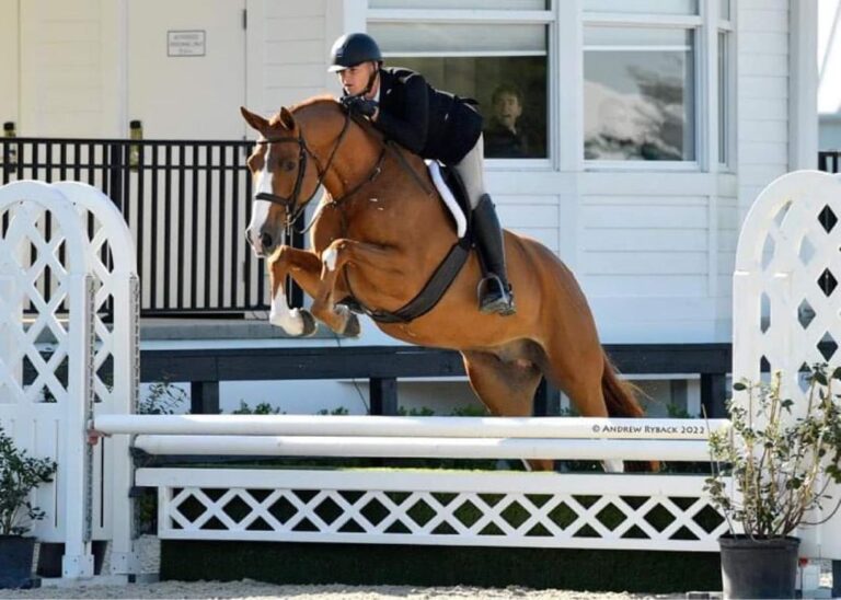 talented chestnut jumper with unique blaze bred by Last Laugh Farm