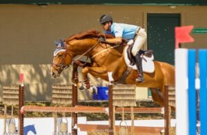 Warmblood stallion at stud competitive jumper in Wellington florida