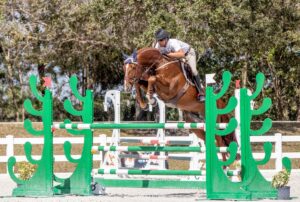 Stallion Billy Echo premiere jumper in Wellington, FL