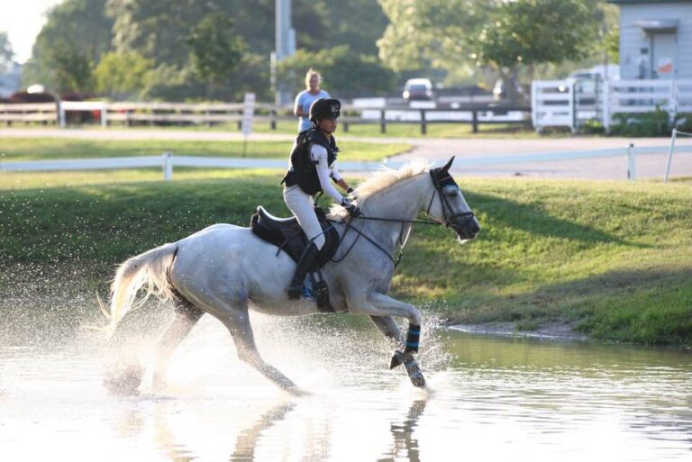 talented eventing horse bred by last laugh farm