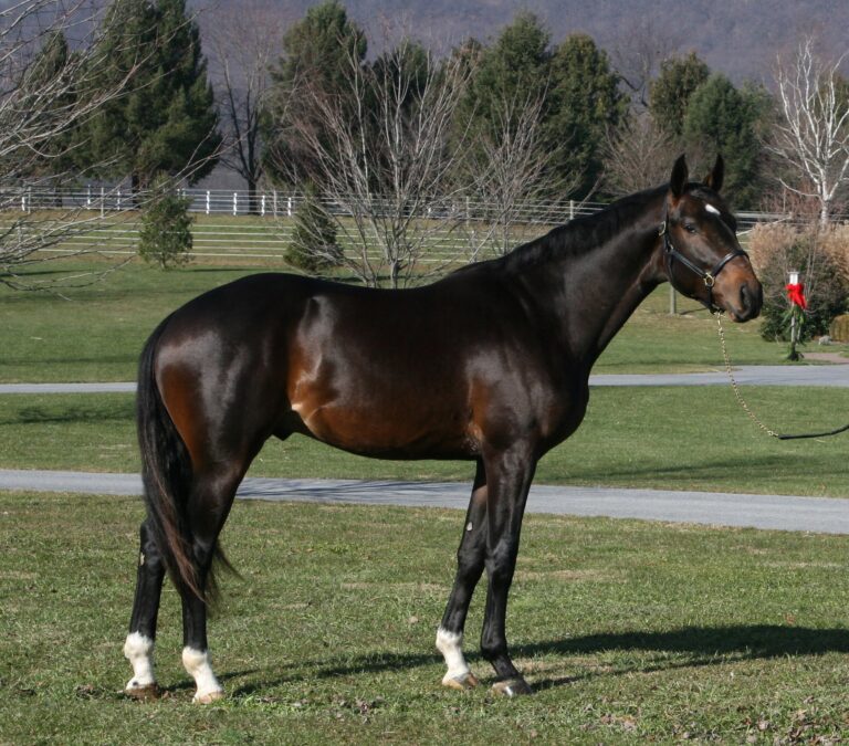 beautiful bay oldenburg perfect for jumpers bred by Last Laugh Farm