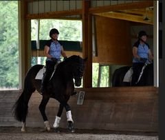 warmblood eventing horse bred by last laugh farm