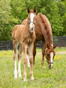 beautiful newborn chestnut filly sport horse