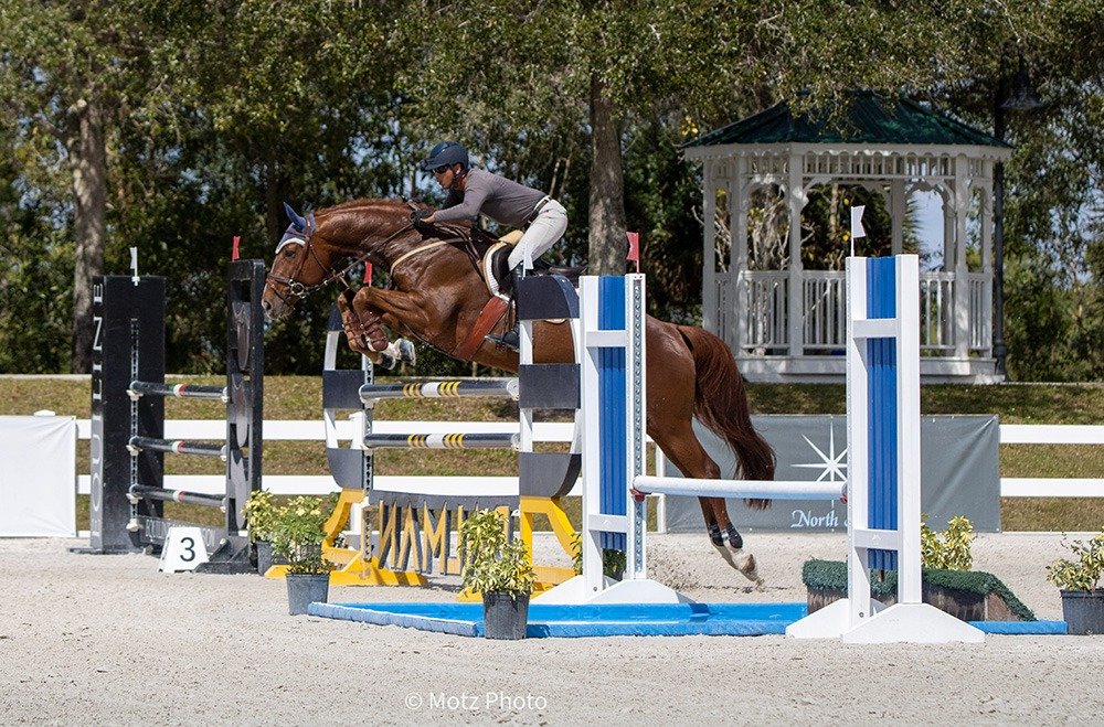 Talented Warmblood Jumper Stallion
