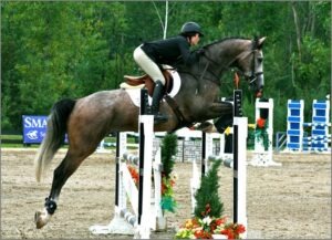 beautiful grey oldenburg jumper bred by last laugh farm