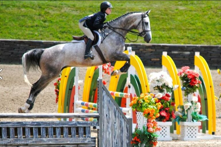 grey oldenburg jumper bred by last laugh farm