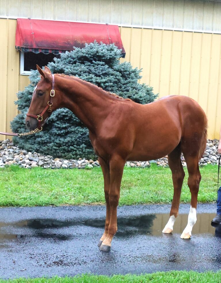 beautiful warmblood jumper prospect for sale