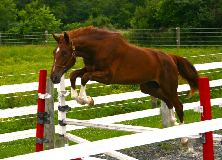 oldenburg jumping prospect for sale bred by Last Laugh Farm