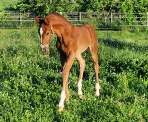 Billy Echo Warmblood stallion as colt