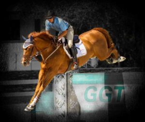 talented warmblood jumper stallion, Billy Echo, LLF at stud