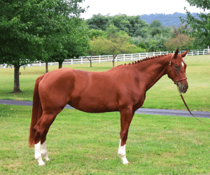large warmblood sport horse chestnut mare for sale