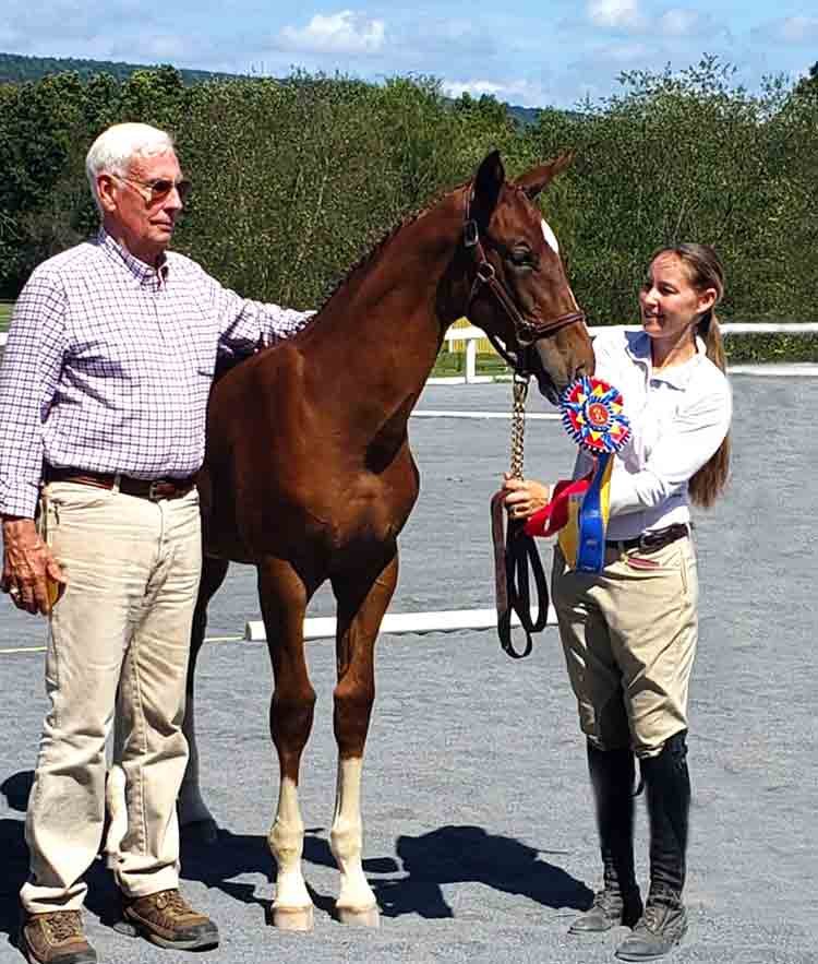 award-winning warmbloods for sale