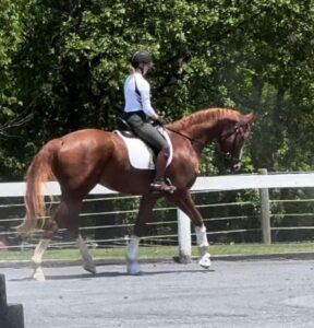young eventer prospect with excellent movement bred by Last Laugh Farm