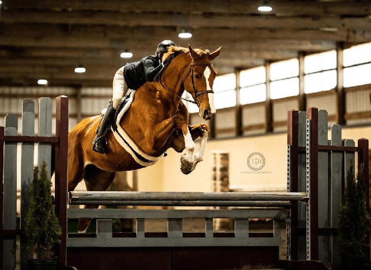 chestnut jumper with perfect bascule bred by Last Laugh Farm