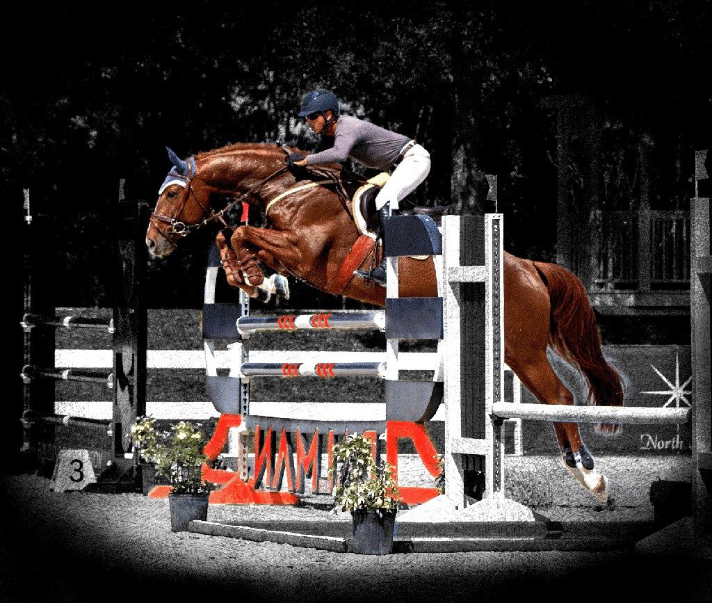 registered warmblood stallion Billy Echo