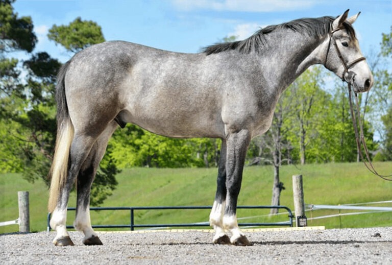 beautiful grey warmblood sporthorse gelding
