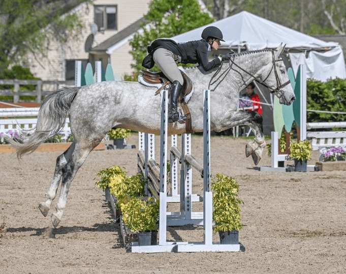 warmblood gelding successfully competing in jumpers bred by Last Laugh Farm