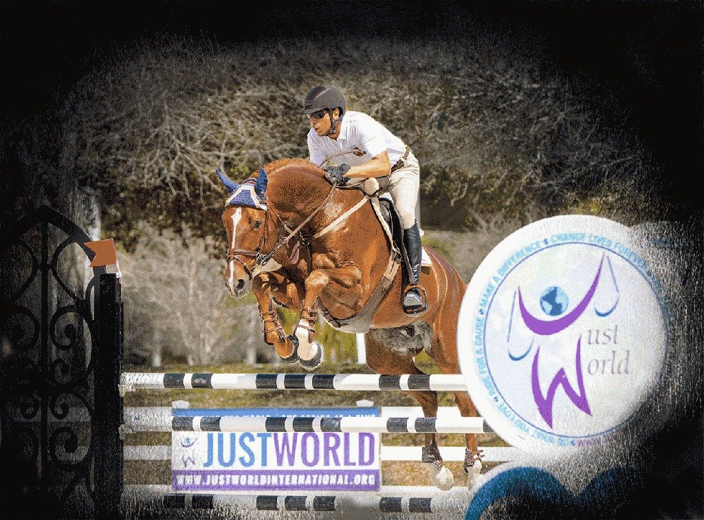 talented warmblood stallion perfect for competitive jumping