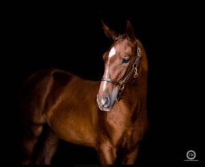 beautiful chestnut warmblood filly for sale