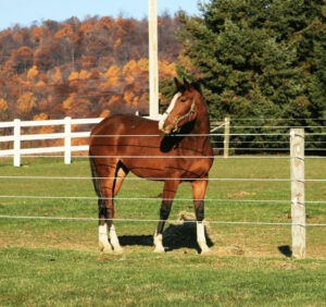 beautiful warmblood bay colt with blaze and four white stockings standing in field