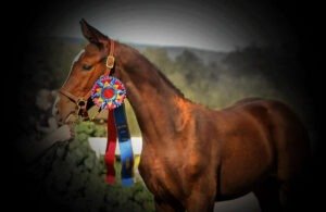 beautiful warmblood filly who has won awards for conformation bred by Last Laugh Farm